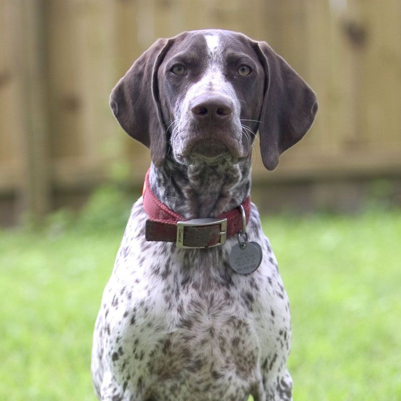 Курцхаар комплекс