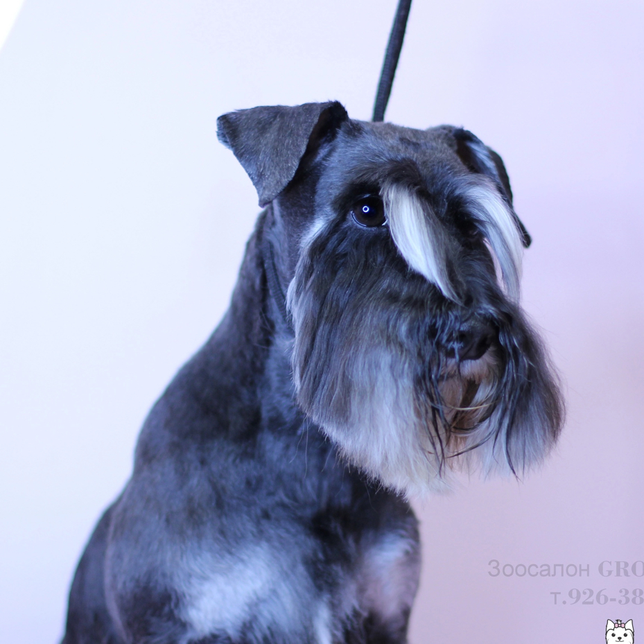 Гигиена цвергшнауцер