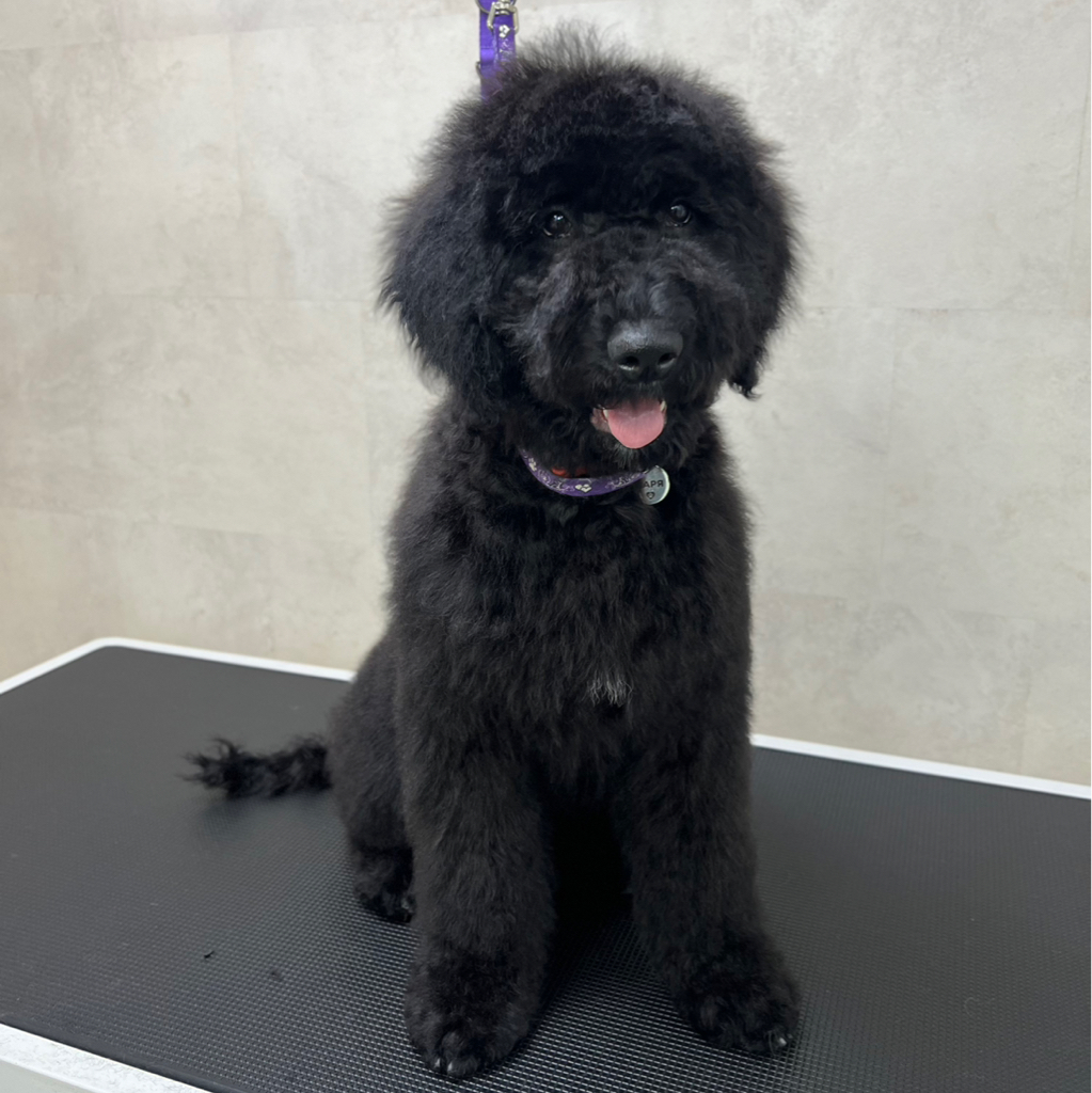 Лабрадудль крупный (от 10 кг) комплекс Стрижка