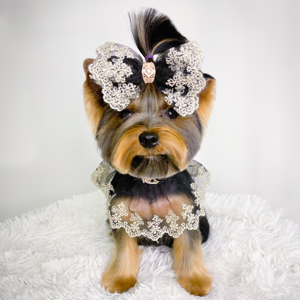 Йоркширский терьер Комплексный уход