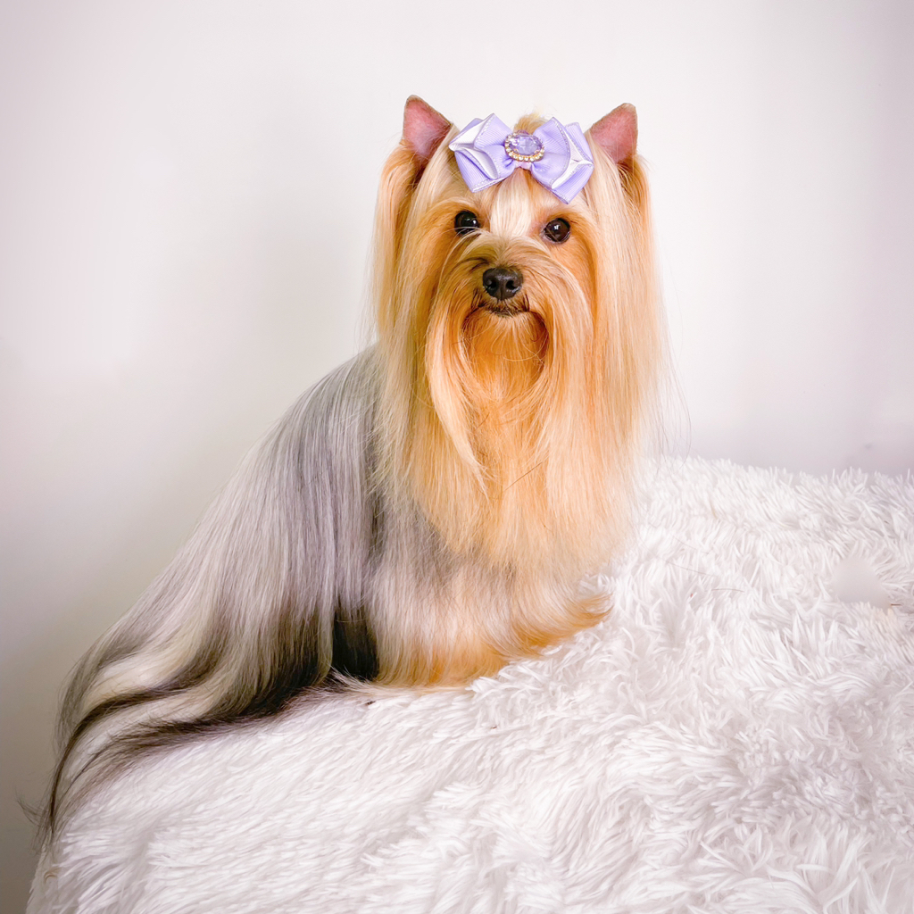 Йоркширский терьер Гигиена