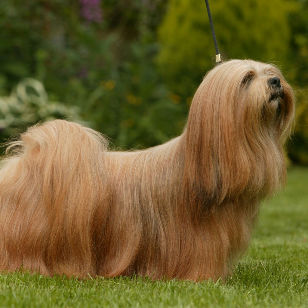 Лхасский апсо комплекс