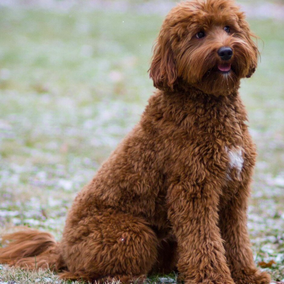 Лабрадудель комплекс