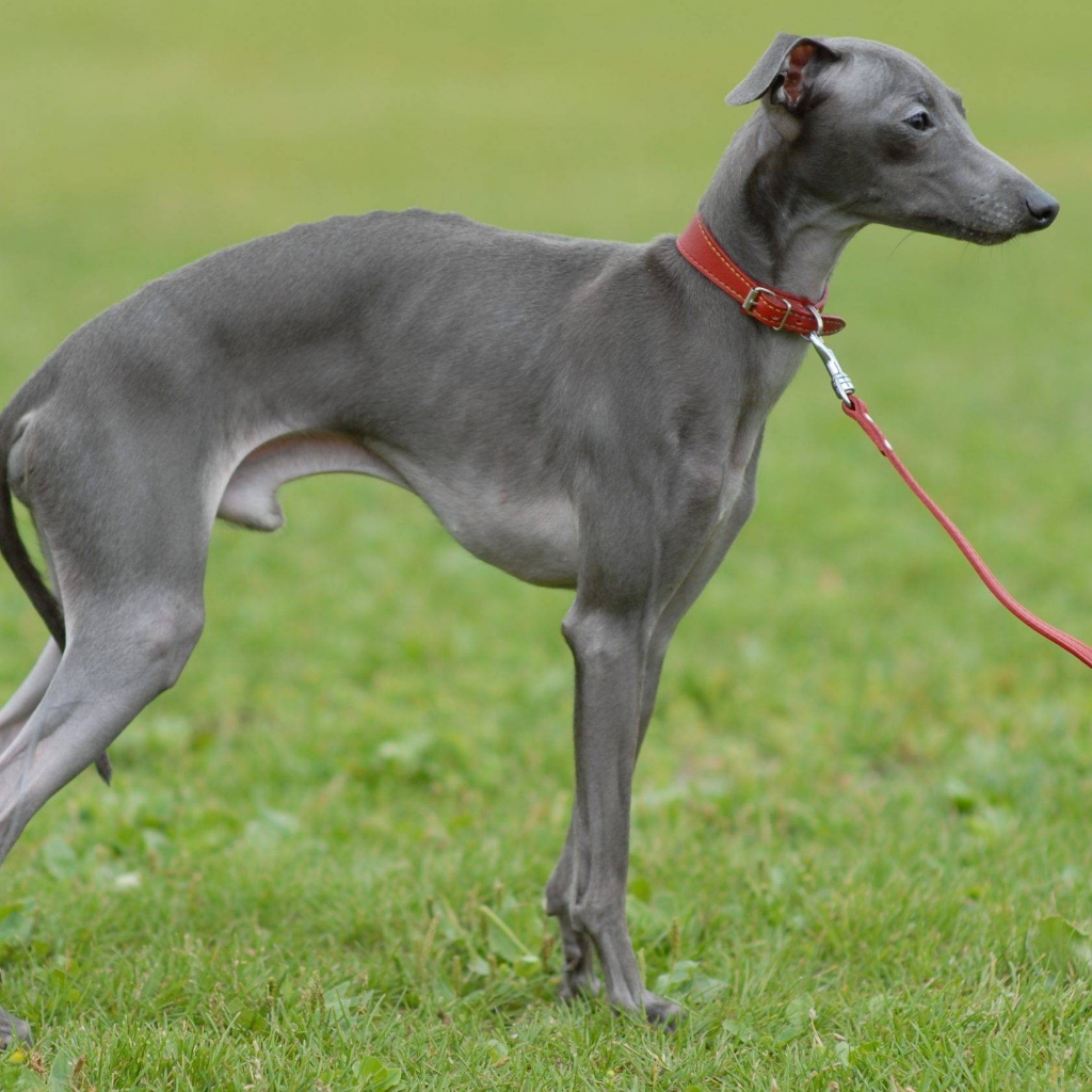 Левретка комплекс