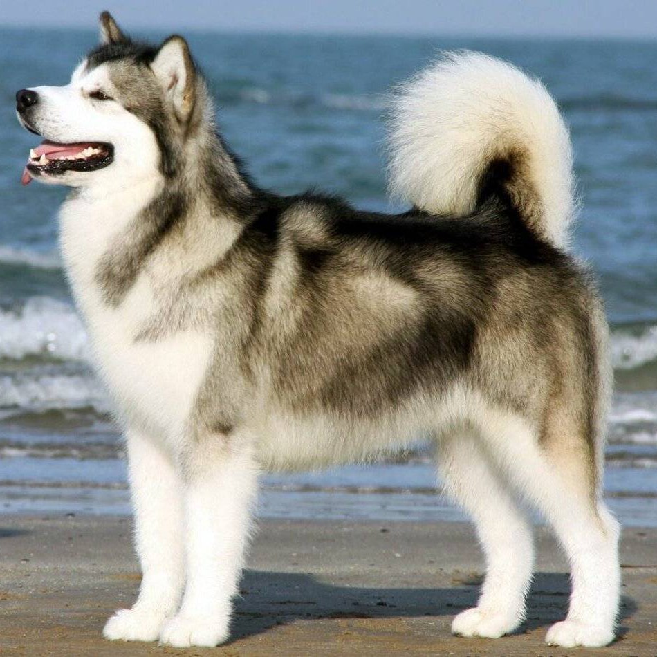 Лайка большая комплекс