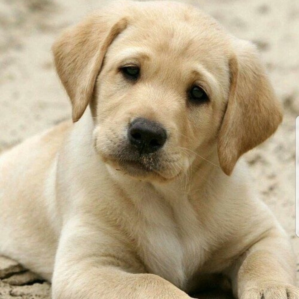 Лабрадор комплекс