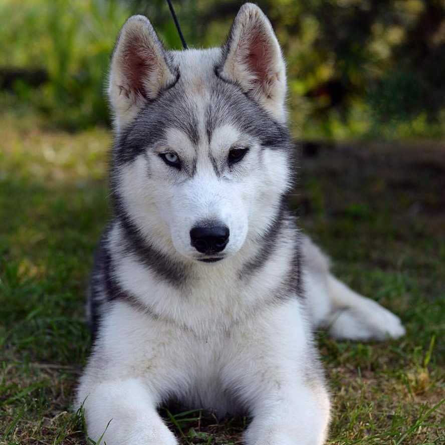 Лайка маленькая комплекс