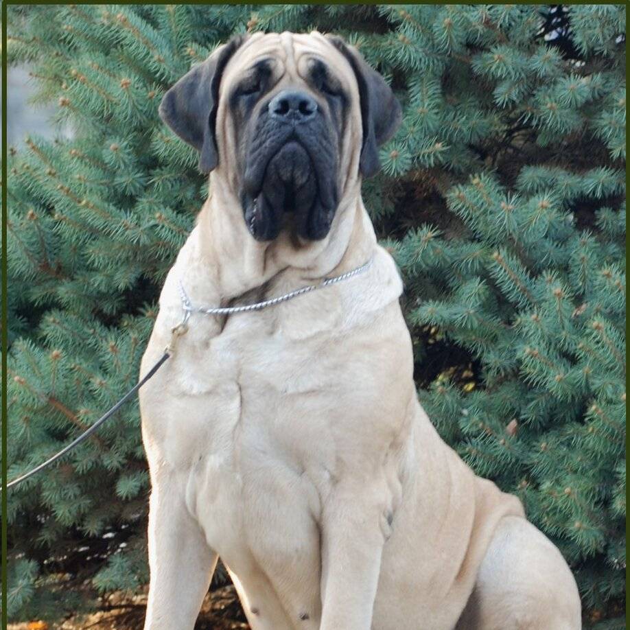 Мастиф английский комплекс