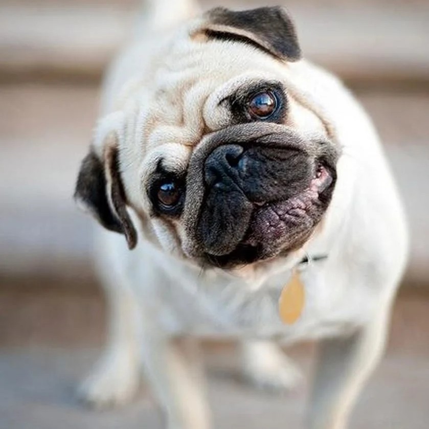 Мопс комплекс