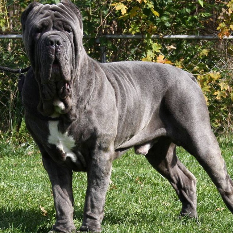 Мастино- наполетано комплекс