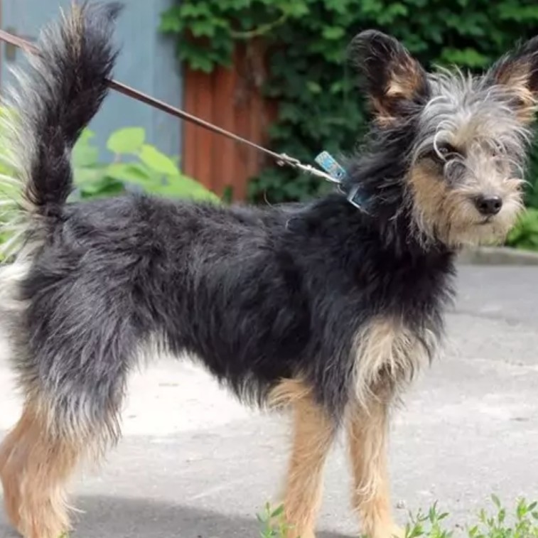 Метис до 20 кг комплекс