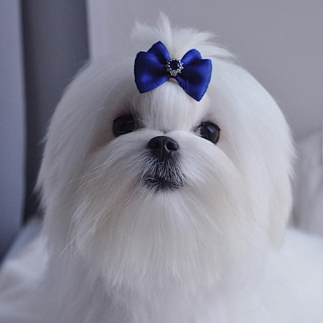 Мальтез комплекс