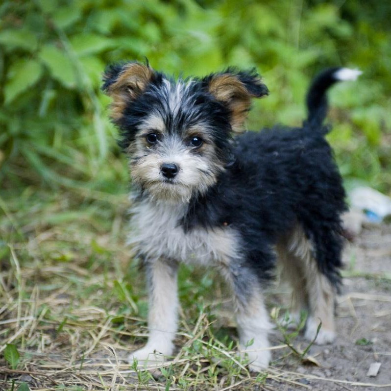 Метис до 7 кг комплекс