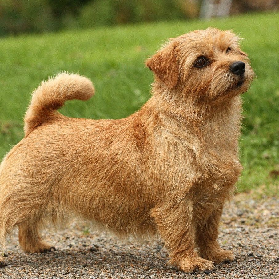 Норфолк терьер комплекс