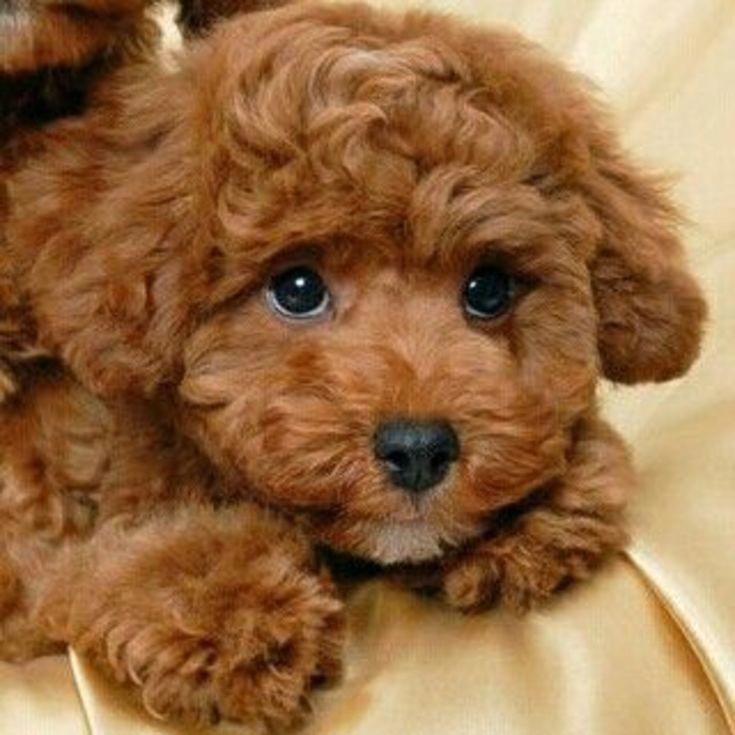 Мальтипу от 29 см комплекс