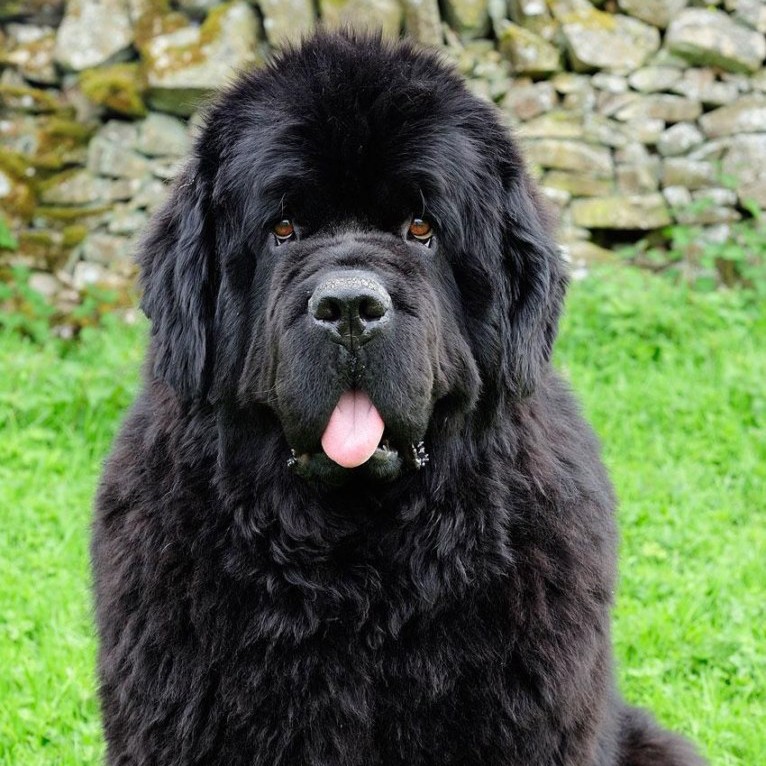 Ньюфаундленд комплекс