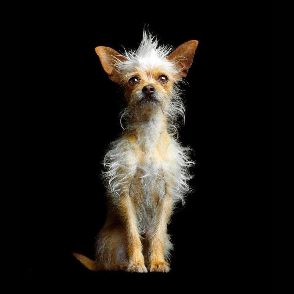 Московский дракон комплекс