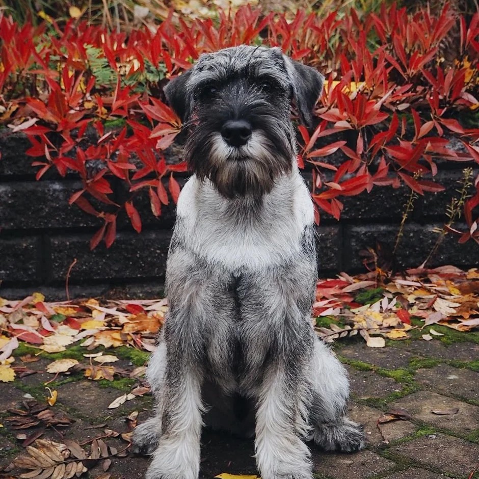 Миттельшнауцер стрижка