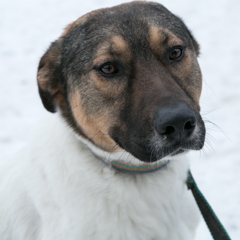 Метис более 20 кг комплекс