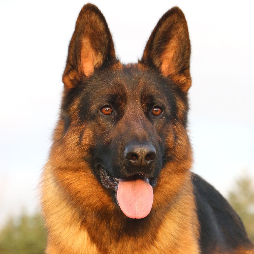 Немецкая овчарка комплекс