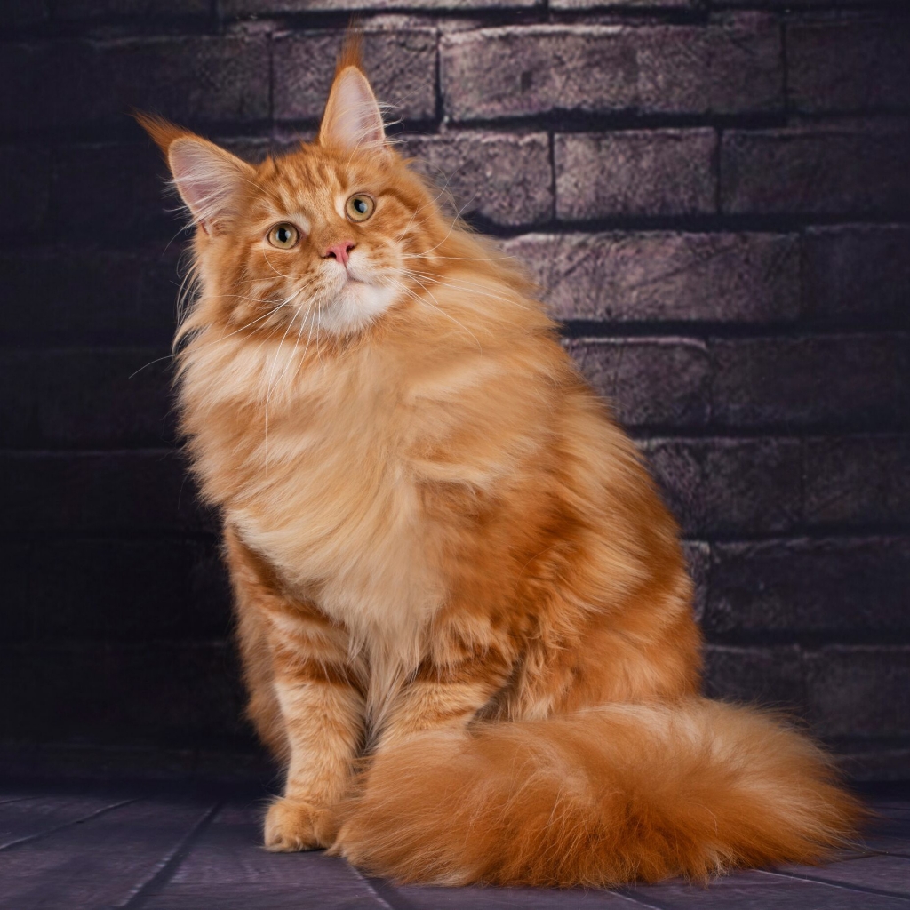 Мейн-кун сухая линька