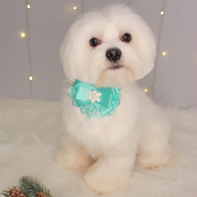 Мальтийская болонка Гигиена