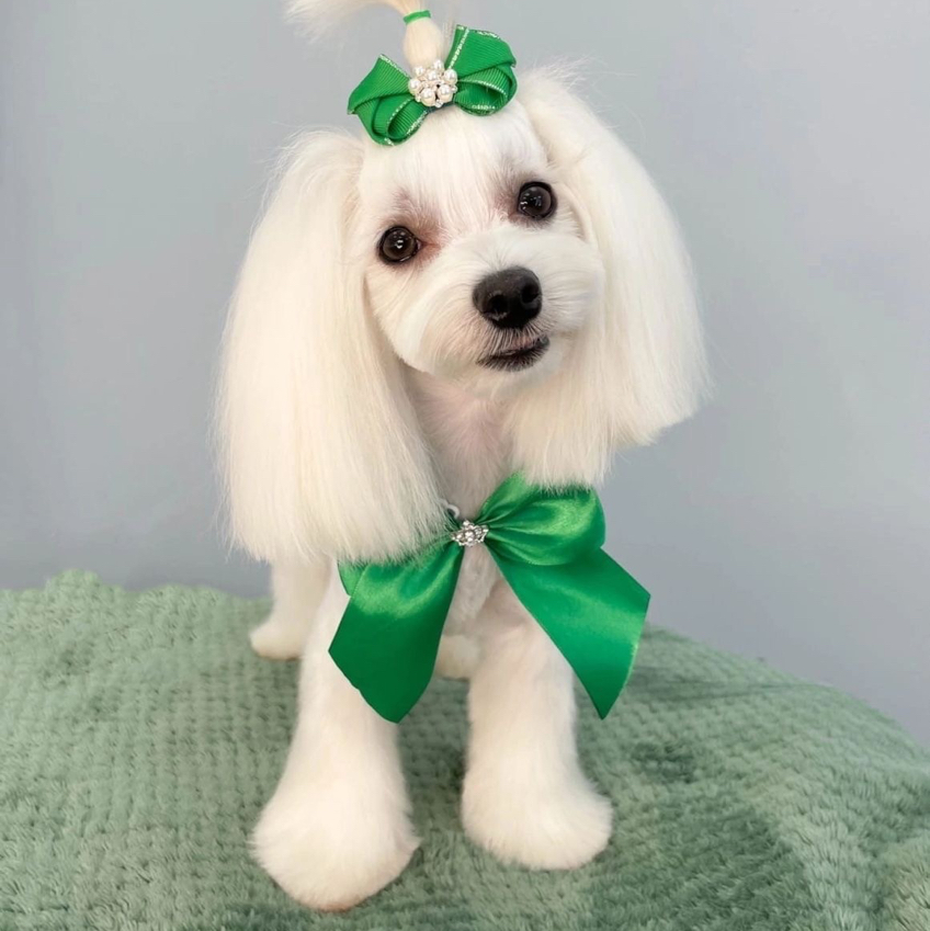 Мальтийская болонка Комплексный уход