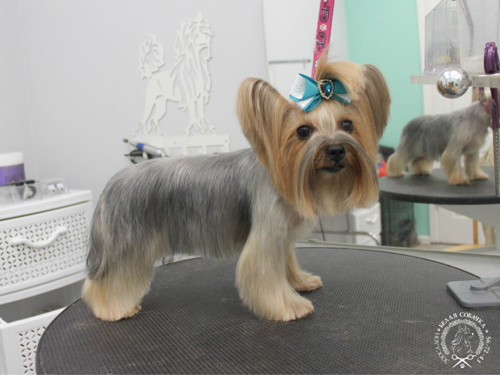 Йоркширский терьер Стрижка «каскад»