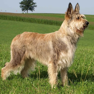 Пикардийская овчарка (тримминг, комплекс)