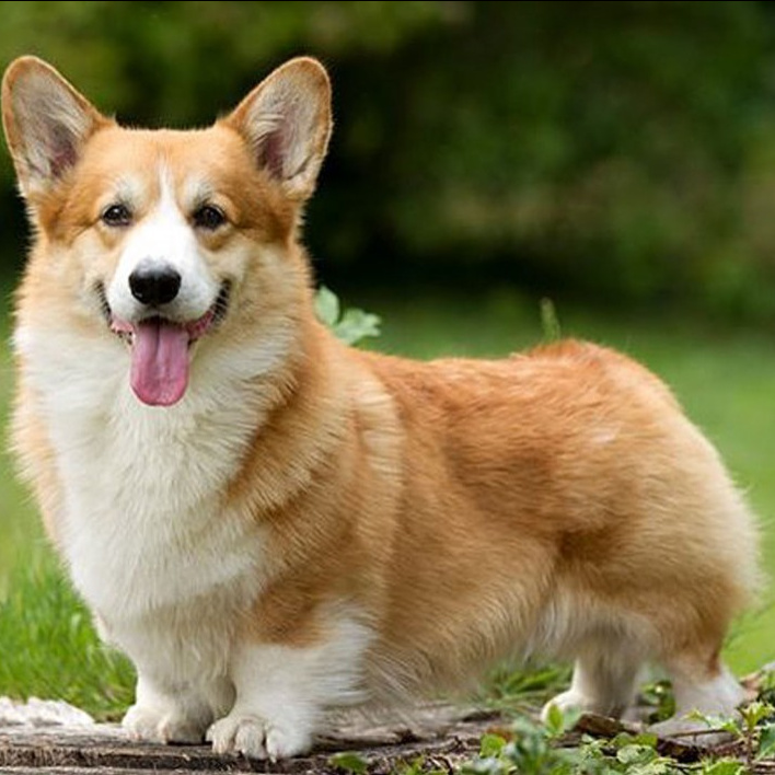 Вельш корги пемброк (кардиган флаффи) ДШ (комплекс, экспресс линька)