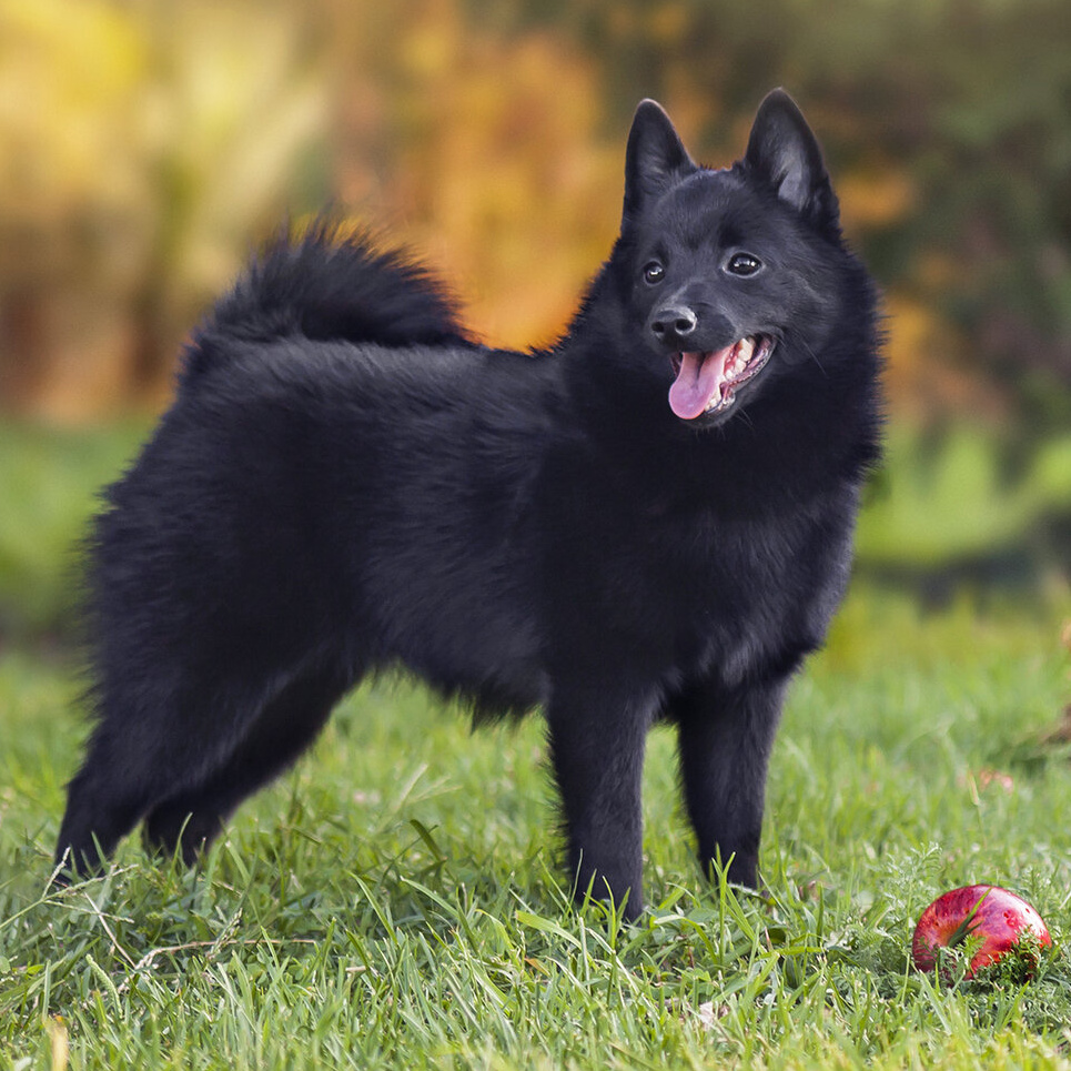 Шипперке (комплекс, экспресс линька)
