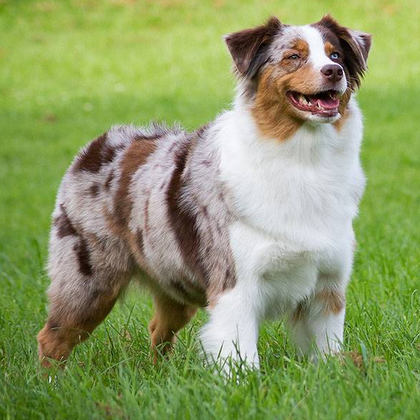 Австралийская овчарка (Аусси) (комплекс, экспресс линька)