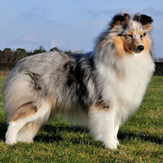 Шелти (комплекс, вычес, мытье, сушка)