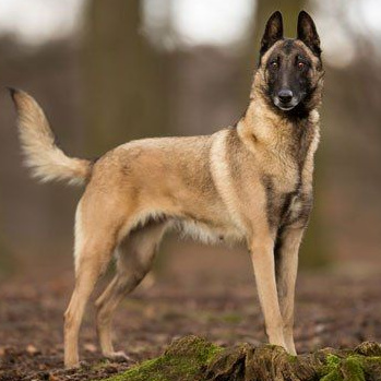 Бельгийская овчарка (малинуа) короткошерстная (комплекс, экспресс линька)