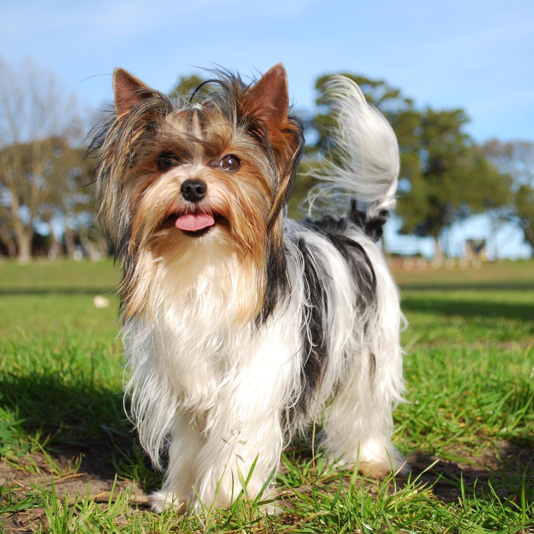 Трехшерстный терьер. Терьер трехцветный. Бивер-йоркширский терьер щенки. Бивер йоркширский терье. Бивер-йоркширский терьер стандарт.
