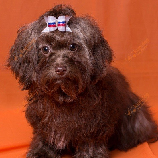 Русская цветная болонка  SPA: гидромассаж + озонотерапия+маска