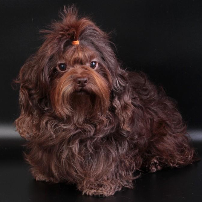 Русская цветная болонка Добавить маску для шерсти