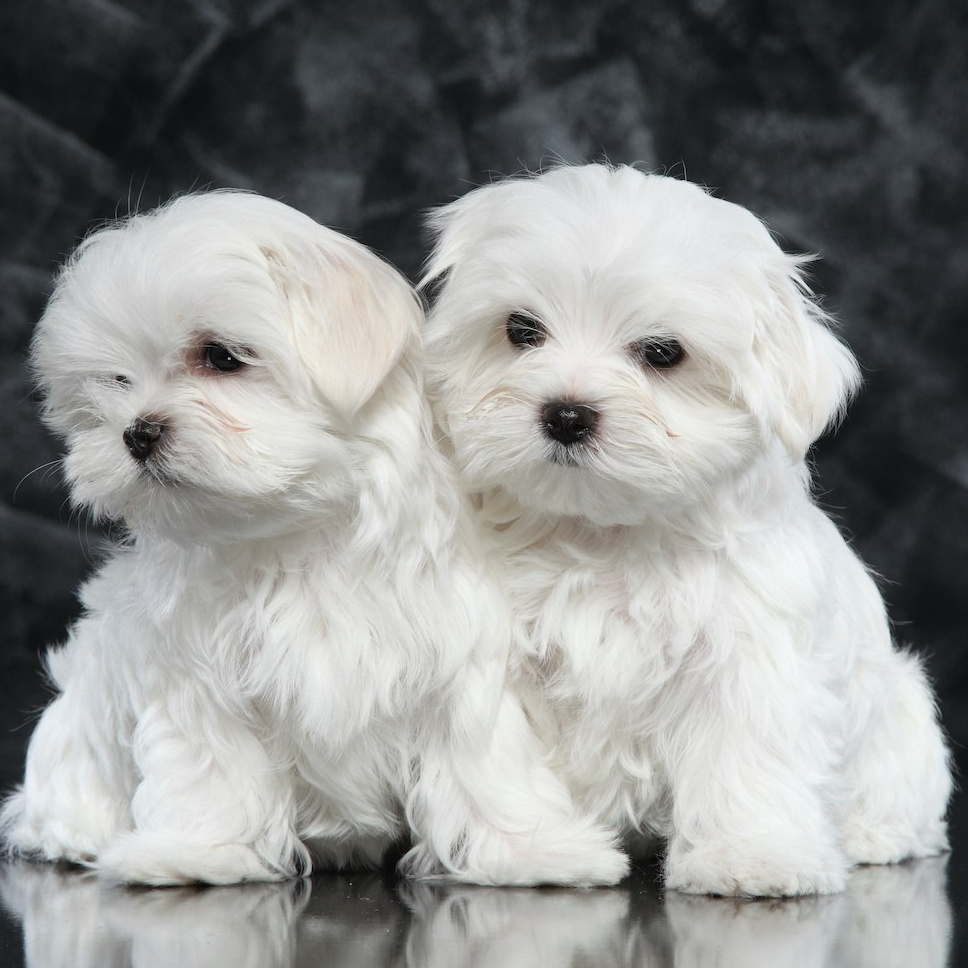 Мальтийская болонка (мальтезе) SPA: гидромассаж + озонотерапия+маска