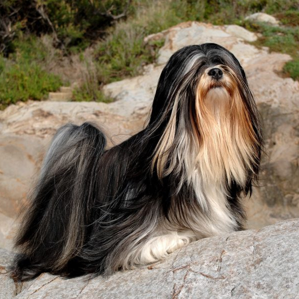 Лхасский апсо SPA: гидромассаж + озонотерапия+маска