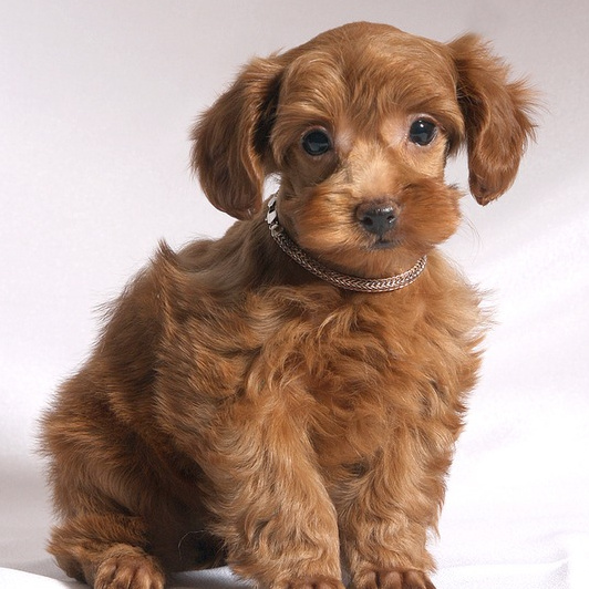 Петербургская орхидея  Добавить маску для шерсти