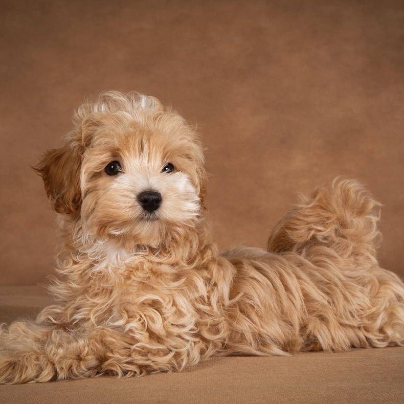 Мальтипу  SPA: гидромассаж + озонотерапия+маска