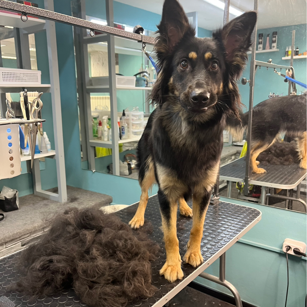 Немецкая Овчарка