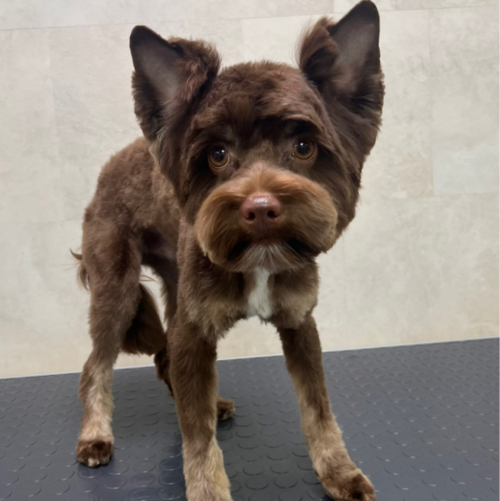 Йоркширский терьер крупный от 5 кг от 20 см комплекс стрижка