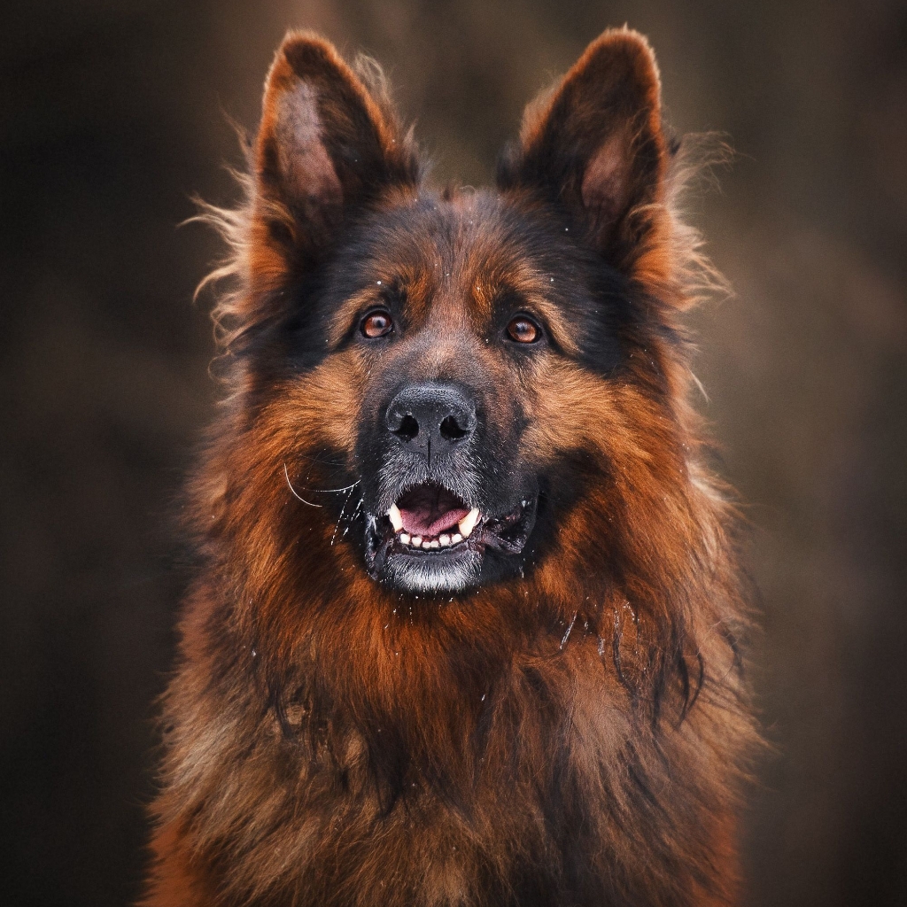 Saksa lambakoer pikk