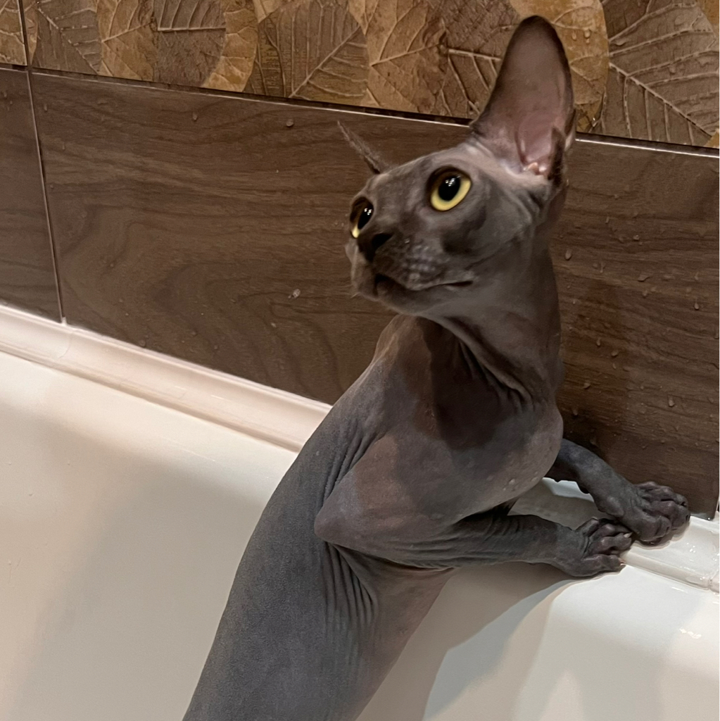 Сфинкс гигиенический комплекс