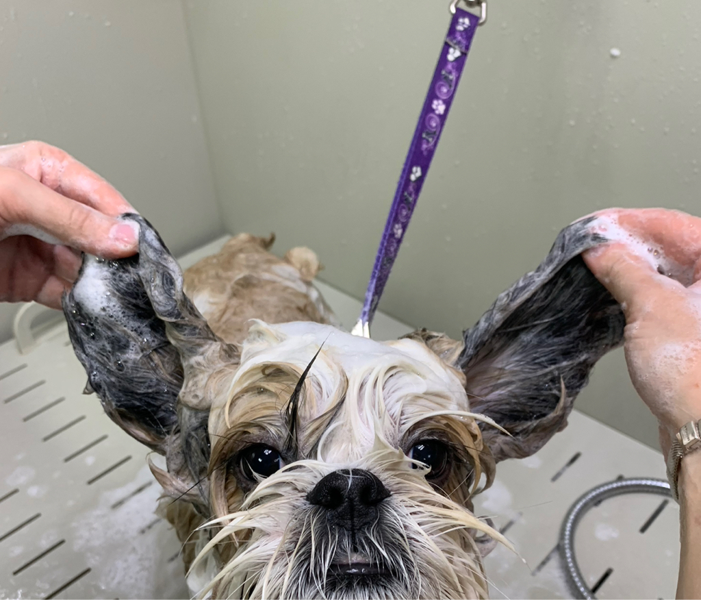 Стрижка головы (купание, сушка и оттяжка шерсти за вами)