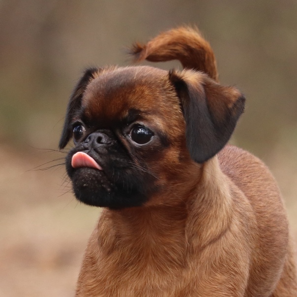 Пти- брабансон комплекс