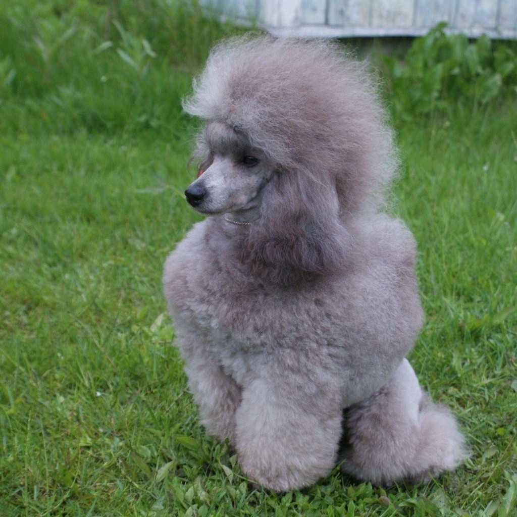 Пудель карликовый / той комплекс