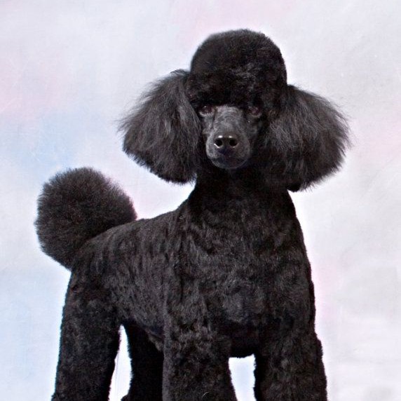 Пудель малый  комплекс