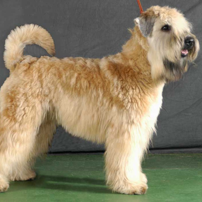 Пшеничный терьер комплекс